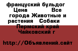 француский бульдог › Цена ­ 40 000 - Все города Животные и растения » Собаки   . Пермский край,Чайковский г.